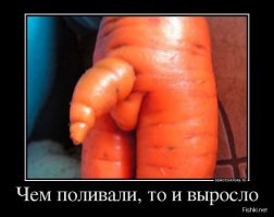 Удивительная история: канадка нашла пропавшее 13 лет назад кольцо в моркови