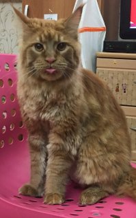 Фотки, доказывающие, что коты умнее людей. Часть I