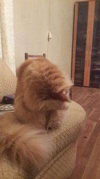 Фотки, доказывающие, что коты умнее людей. Часть I