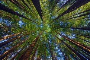 у нас такого не видно, что люди, что деревья окуевшие, стараются всё себе заграбастать