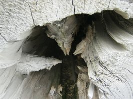 внутри дерево