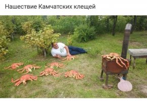 Под кустом какая-то особо отожравшаяся особь  клеща