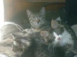 Старшая из другого помёта, помесь какая-то, прыгучая и длинная, пушистики - брат с сестрой, та за ними присматривает. как пестун, реально, учила, смотрела за ними, хорошо, что "фазенда" позволяла им жить как положено.