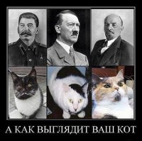 26 кошек, страшно похожих на героев "Игры престолов"