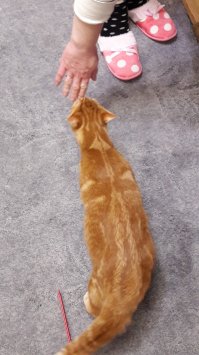 У моего стрела на всю спину