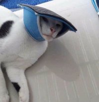 Скажи Серсее, что это была я!