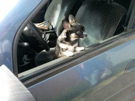 Была и у меня похожая история. Ехал я с новогоднего корпоратива. Общественным транспортом ессно! Как меня занесло в зоомагазин - не знаю. Но дело не в этом. Там у входа стояли три аквариума и в них соответственно три щенка: болонка, пуделек и ... необыкновенной красоты чих. Те двое на меня и внимания не обратили. А чих подорвался и так вытаращил на меня свои глазищи, что я понял - пропал. Добежал до дома, оповестил чад и домочадцев о том, что у нас теперь будет собака (они тогда особой радости не высказали, зато теперь целуют во все места), взял дочку (в качестве физзащиты - шутка!) и в магаз. Обратно ехали на автобусе, попросил дщерь глянуть в паспорт - как эту красоту кличут? Она глянула - "Пакс" говорит. После НГ полез на сайт заводчика - батюшки, а зовут его Гамлет. Пакс - это первое слово в сложном названии заводчика. Но было поздно. Наш чих чихал на Гамлета и отзывался исключительно на Пакса. Четыре с половиной года вместе.