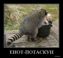  Три озорных енота подрались из-за колеса велосипеда