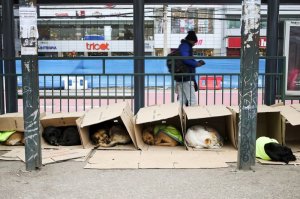 Хотите позаботиться? Кастрируйте их! Пусть доживают жизнь и не плодят других бродячих.