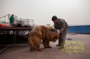 Эти реально огромные собаки думают, что они еще щенки!