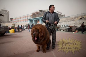 Эти реально огромные собаки думают, что они еще щенки!
