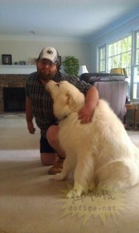 Эти реально огромные собаки думают, что они еще щенки!