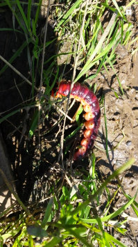 Личинка древоточца, попалась под Чеховым. Огромная тварь, на ладони не поместится.