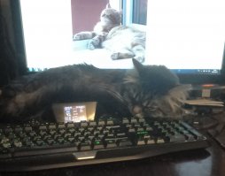 Ломаем голову больше недели, мог ли кот продумать такой изощренный план или это получилось случайно