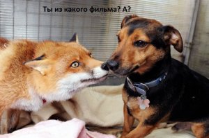 Папа, хочу собаку