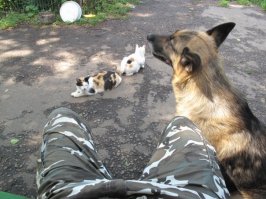 Деревенская идиллия в фотографиях Сергея Красноперова