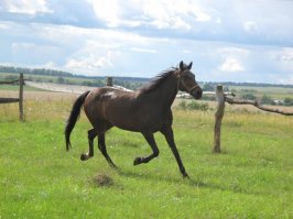 Деревенская идиллия в фотографиях Сергея Красноперова