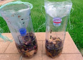 От мух и ос.  Внутрь налить немного забродившего сока.
Или чего-нибудь плодовоягодного.