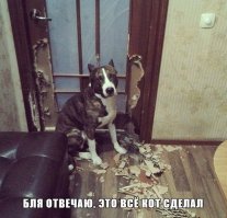 Что происходит дома, когда нас нет?