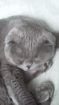 мой вислоушка, мега добрый, никогда не разбудит с утра, будет ждать пока кто-нибудь не встанет