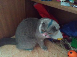 приехала с работы, увидела таким своего кота, начала объяснять детям, что это химия, и теперь его надо отмывать, причем долго, он буде страдать, больше так не делали, еще и прощения у него просили и было видно, что действительно чувствуют вину, все можно объяснить, на стенах вообще никогда не рисовали