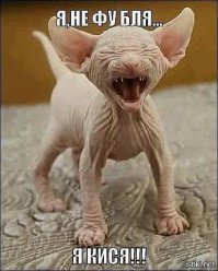 Как выглядят животные, потерявшие свой мех