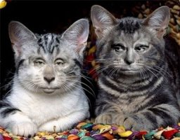 Самый классный из всех этих порноактёров - Чужой.