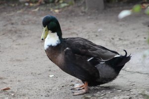 Деревенская идиллия в фотографиях Сергея Красноперова