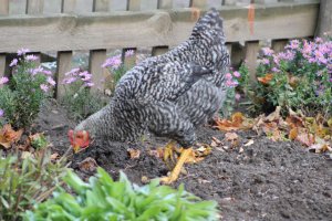 Деревенская идиллия в фотографиях Сергея Красноперова