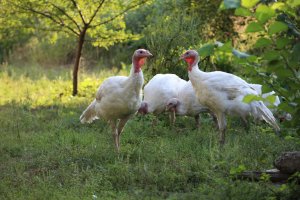 Деревенская идиллия в фотографиях Сергея Красноперова