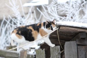 Деревенская идиллия в фотографиях Сергея Красноперова