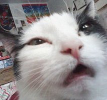 Этот явно с бодуна.