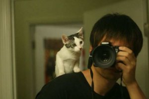 Коты-хакеры, которые неправильно ввели пароль, и были сняты на веб-камеру