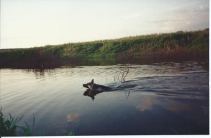 Они, хвостатые-лохматые, когда уходят, прям часть души забирают. Вот ты копаешь, рядом ОН. А перед глазами:
- Мне 13. Едешь с "Птички". А из сумки торчит мелкий с кожаным носом и бархатными ушами;
- Первая лужа, первая куча ("домашний арест" первые пару месяцев жизни) - и крик отца "Сааань! Табе пакет":)) - убирать то мне. Овчар то мой...
- А как уши вставали... Сначала одно. Упало. Потом другое. Упало. И только потом оба поднялись;
- Молодой был, сдуру какому то парню штаны на жопе порвал. Благо тот тоже собачник был, обошлось без проблем; 
- За домом какая то падла кинескоп разбила. Располосовал подушечку на лапе, и сильно. Лапа забинтована, а сверху гондон)))) Это были 90-е. Мы выживали. как могли));
- Вижу - захромал. Что? Давай на осмотр. Вижу - в лапу булавка вонзилась, такая, рубахи новые такими фиксировались. Чуть ли не вертикально вошла. Выдернул. Ушастый взвизгнул и целоваться полез;
- Лето. Дача. Батя научил его собирать клубнику. Собирал. В себя, правда, сразу. )))
- Заматерел. Сосед по даче зашел, лестницу свою забрать. Не выпустил, пока отец из-за дома не вышел и "добро" не дал )))
- Доктор на третий вызов сказал: мучается, решайтесь, все будет быстро.
Мне 26. Вот ты копаешь, а рядом ОН. В ковер завернут, хвост торчит. Ты копаешь и не видишь ничего.
Дачу он любил. Пруд. Лес сразу за участком. Там и лежит 15й год уже...