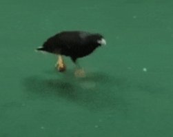 А в клюве не проще?