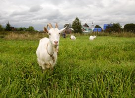Деревенская идиллия в фотографиях Сергея Красноперова