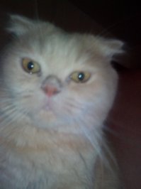 Тимон по планшету ходил...