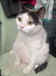 Наша, на тот момент чутка приболевшая, Васька)