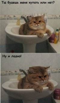 Кошки, которые "строят глазки" своим хозяевам