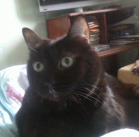 Моя кошка Маша:)