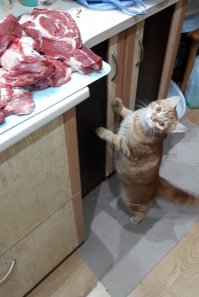 Кошки, которые "строят глазки" своим хозяевам
