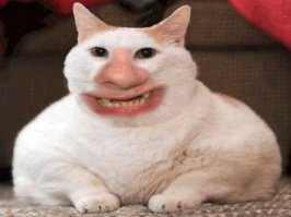 Кошки, которые "строят глазки" своим хозяевам