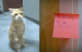 Кошки, которые "строят глазки" своим хозяевам