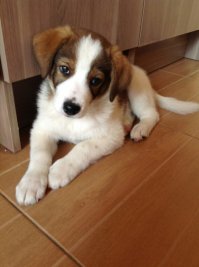 Было 2 собаки, Ризеншнауцер и Золотистый Ретривер, обоих пришлось усыпить по разным причинам и в разном возрасте из-за болезней, в противном случае были бы адские мучения. Уже после первой собаки зарекались не заводить вторую, но через 4 года завели. Породы абсолютно разные и по характеру и по обучению и по поведению, но столько счастья сколько они дали нам, мы не получали никогда. После смерти второй собаки родители сказали что больше собак точно не будет. Прошло 4 года, я давно живу в другом городе, родители планируют в этом году завести собаку, только поменьше. А я в мае забрал щенка с улицы и сколько счастья дали мне первые две собаки, теперь пытаюсь давать втрое больше этому замечательному чуду! P.S. в помете моего пёсика было 5 щенков, 4 мальчика и девочка. Их маму отравили. Помимо моего пёсика, девочку семья забрала в квартиру в Москве, ещё двух забрал замечательный мужчина в пригород и ещё один бело-чёрненький, копия моего, теперь живет в доме в подмосковье. Я для себя понял, как бы ни было тяжело прощаться, свою жизнь без собак я не представляю!!!