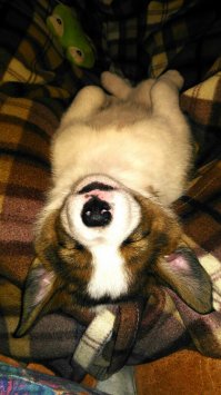 Было 2 собаки, Ризеншнауцер и Золотистый Ретривер, обоих пришлось усыпить по разным причинам и в разном возрасте из-за болезней, в противном случае были бы адские мучения. Уже после первой собаки зарекались не заводить вторую, но через 4 года завели. Породы абсолютно разные и по характеру и по обучению и по поведению, но столько счастья сколько они дали нам, мы не получали никогда. После смерти второй собаки родители сказали что больше собак точно не будет. Прошло 4 года, я давно живу в другом городе, родители планируют в этом году завести собаку, только поменьше. А я в мае забрал щенка с улицы и сколько счастья дали мне первые две собаки, теперь пытаюсь давать втрое больше этому замечательному чуду! P.S. в помете моего пёсика было 5 щенков, 4 мальчика и девочка. Их маму отравили. Помимо моего пёсика, девочку семья забрала в квартиру в Москве, ещё двух забрал замечательный мужчина в пригород и ещё один бело-чёрненький, копия моего, теперь живет в доме в подмосковье. Я для себя понял, как бы ни было тяжело прощаться, свою жизнь без собак я не представляю!!!