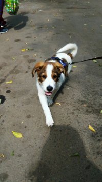 Было 2 собаки, Ризеншнауцер и Золотистый Ретривер, обоих пришлось усыпить по разным причинам и в разном возрасте из-за болезней, в противном случае были бы адские мучения. Уже после первой собаки зарекались не заводить вторую, но через 4 года завели. Породы абсолютно разные и по характеру и по обучению и по поведению, но столько счастья сколько они дали нам, мы не получали никогда. После смерти второй собаки родители сказали что больше собак точно не будет. Прошло 4 года, я давно живу в другом городе, родители планируют в этом году завести собаку, только поменьше. А я в мае забрал щенка с улицы и сколько счастья дали мне первые две собаки, теперь пытаюсь давать втрое больше этому замечательному чуду! P.S. в помете моего пёсика было 5 щенков, 4 мальчика и девочка. Их маму отравили. Помимо моего пёсика, девочку семья забрала в квартиру в Москве, ещё двух забрал замечательный мужчина в пригород и ещё один бело-чёрненький, копия моего, теперь живет в доме в подмосковье. Я для себя понял, как бы ни было тяжело прощаться, свою жизнь без собак я не представляю!!!