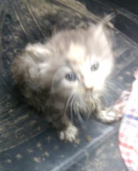 Только что по пути на работу отобрал сие чудо у собак. Загнали в лужу, но мелкий отбивался как мог, а как только псины разбежались - упал и не смог встать. Обессилел. Будет работу охранять ))