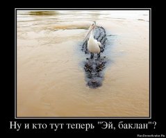 Албин: баклан клювом разрушает цельность светоотражающей плёнки арены «Зенита»