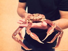 Выложил только то, что сам смог заснять. С Паратунки тоже есть конечно фото, но они больше для домашнего просмотра (очень пьяные мужики сидят зимой в горячих бассейнах). В долине Гейзеров так и не побывал, к сожалению. Сам по себе гастрономическими вкусами не отличаюсь, а потому даже краба ел всего один раз (на фото). Больше всего понравилась рыбка Чавыча (так же на фото). Папоротник, черемшу даже не пробовал. Рыболов из меня как из медведя балерина, а потому на рыбалке тоже не был.