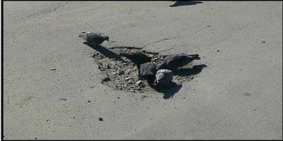 Доказательство, что суровые голуби портят дороги в Питере